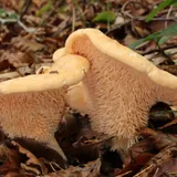 Deux pieds-de-mouton dans les feuilles mortes : chapeau crème orangé, dessous hérissé d'aiguillons pâles au lieu de lames.