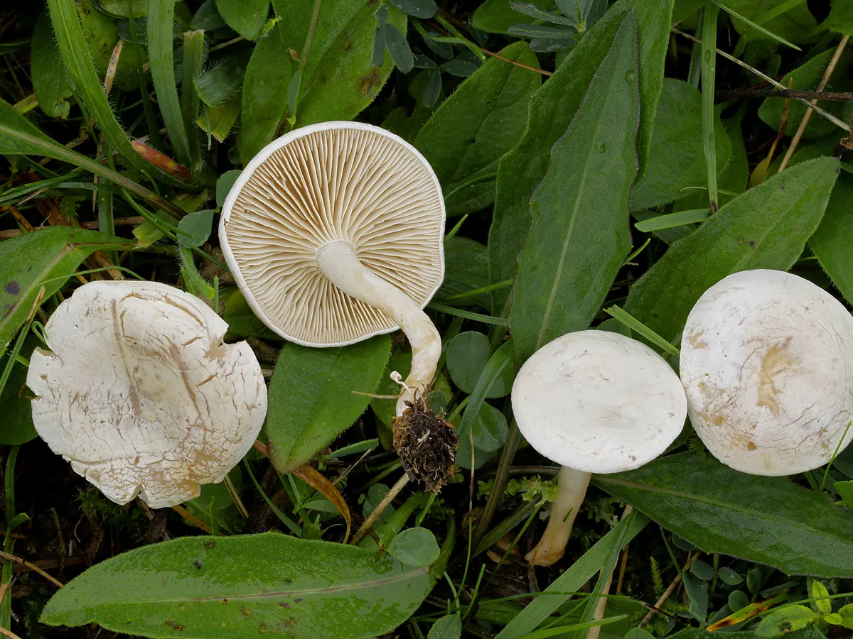 Quatre clitocybes blanchis dans l'herbe : chapeaux blancs, un exemplaire retourné montre des lames crème serrées et décurrentes.