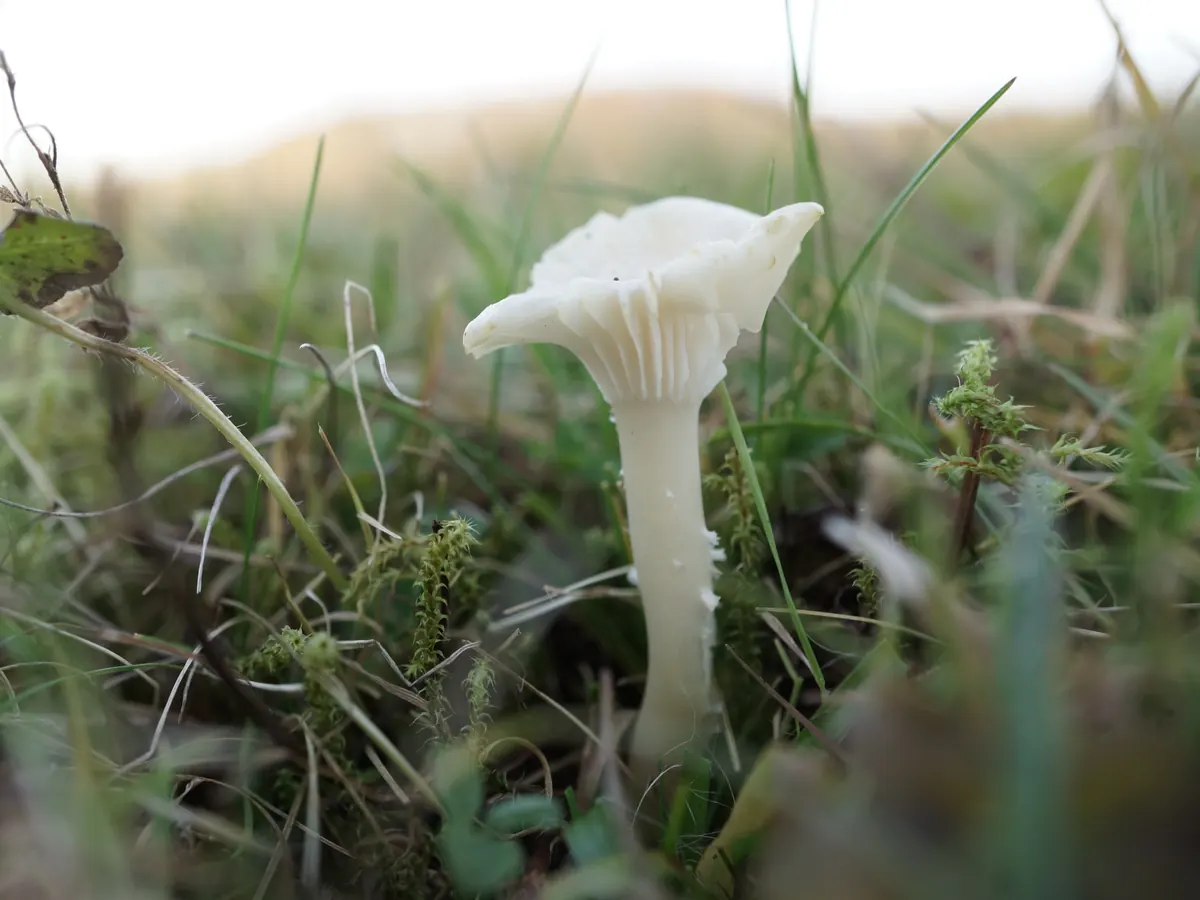 Hygrophore blanc de neige entier dressé dans une pelouse rase : chapeau blanc crème étalé et un peu creusé, lames blanches épaisses et espacées qui descendent franchement le long du pied, pied blanc cylindrique, lisse et légèrement courbé.