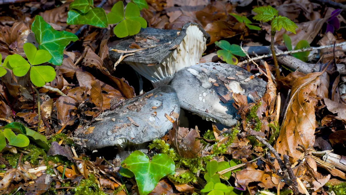 Deux hygrophores de mars à demi enfouis dans les feuilles mortes : chapeau gris ardoise, lames blanches épaisses et espacées.