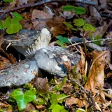 Deux hygrophores de mars à demi enfouis dans les feuilles mortes : chapeau gris ardoise, lames blanches épaisses et espacées.