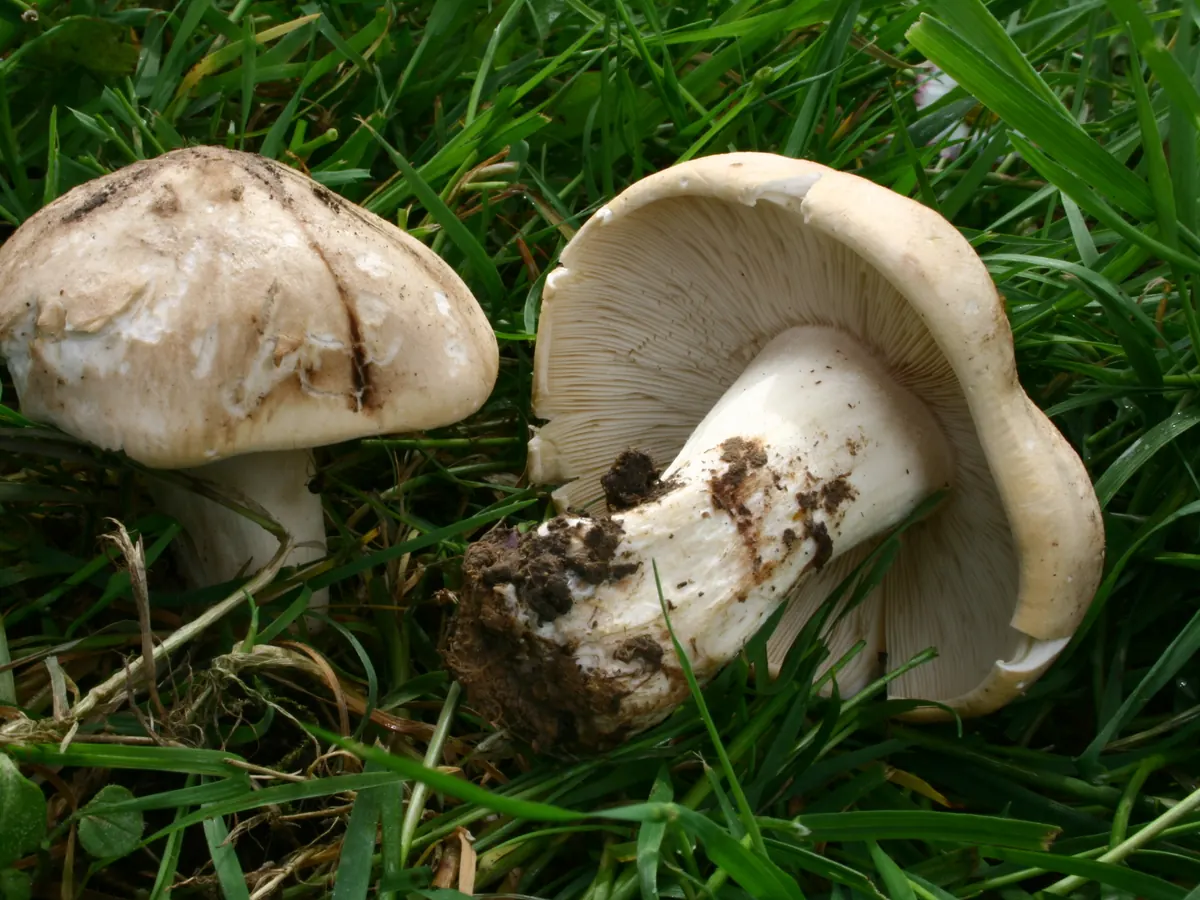 Deux tricholomes de la Saint-Georges dans l'herbe : l'un dressé, chapeau crème ocré à marge enroulée ; l'autre couché sur le dos, montrant des lames blanches serrées et échancrées et un pied blanc trapu encore chargé de terre à la base.