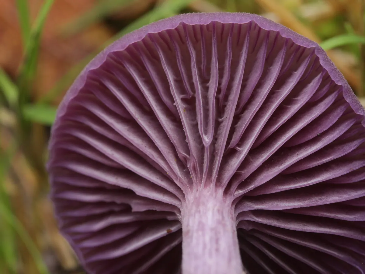 Face inférieure d'un laccaire améthyste vu de dessous : lames violettes épaisses et espacées, de longueurs inégales, rayonnant depuis le pied jusqu'à la marge violette du chapeau ; pied fibreux strié de la même teinte violette.