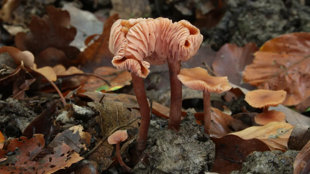 Plusieurs laccaires laqués sur la terre et les feuilles : petits chapeaux rose orangé, lames épaisses et espacées, pied fibreux brun rosé.