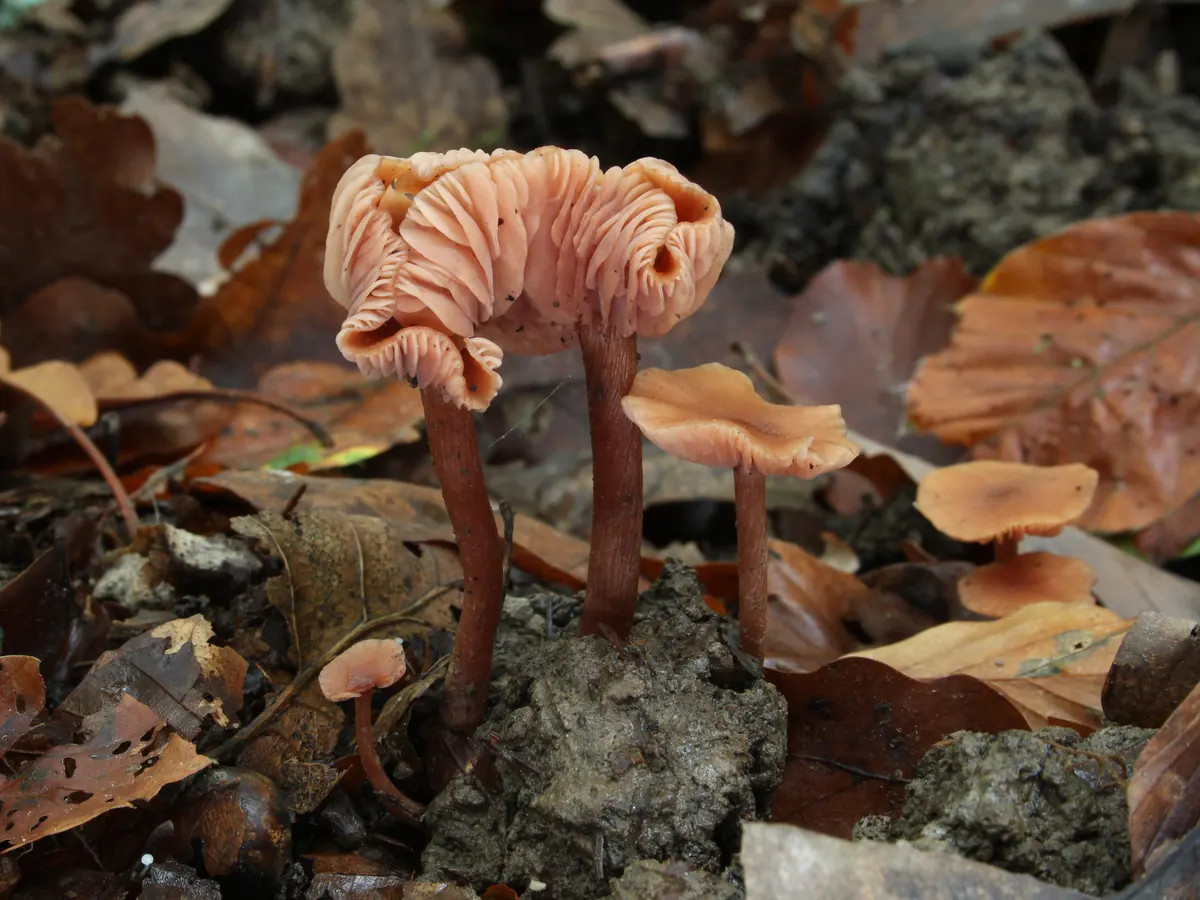 Plusieurs laccaires laqués sur la terre et les feuilles : petits chapeaux rose orangé, lames épaisses et espacées, pied fibreux brun rosé.
