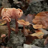 Plusieurs laccaires laqués sur la terre et les feuilles : petits chapeaux rose orangé, lames épaisses et espacées, pied fibreux brun rosé.