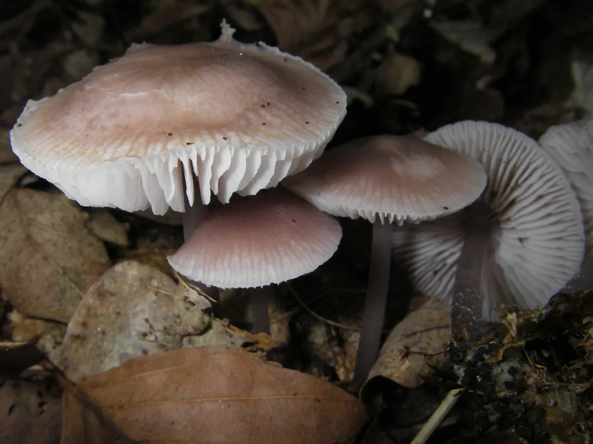 Un groupe de mycènes pures : chapeaux lilas rosé, lames blanchâtres, pieds fins.
