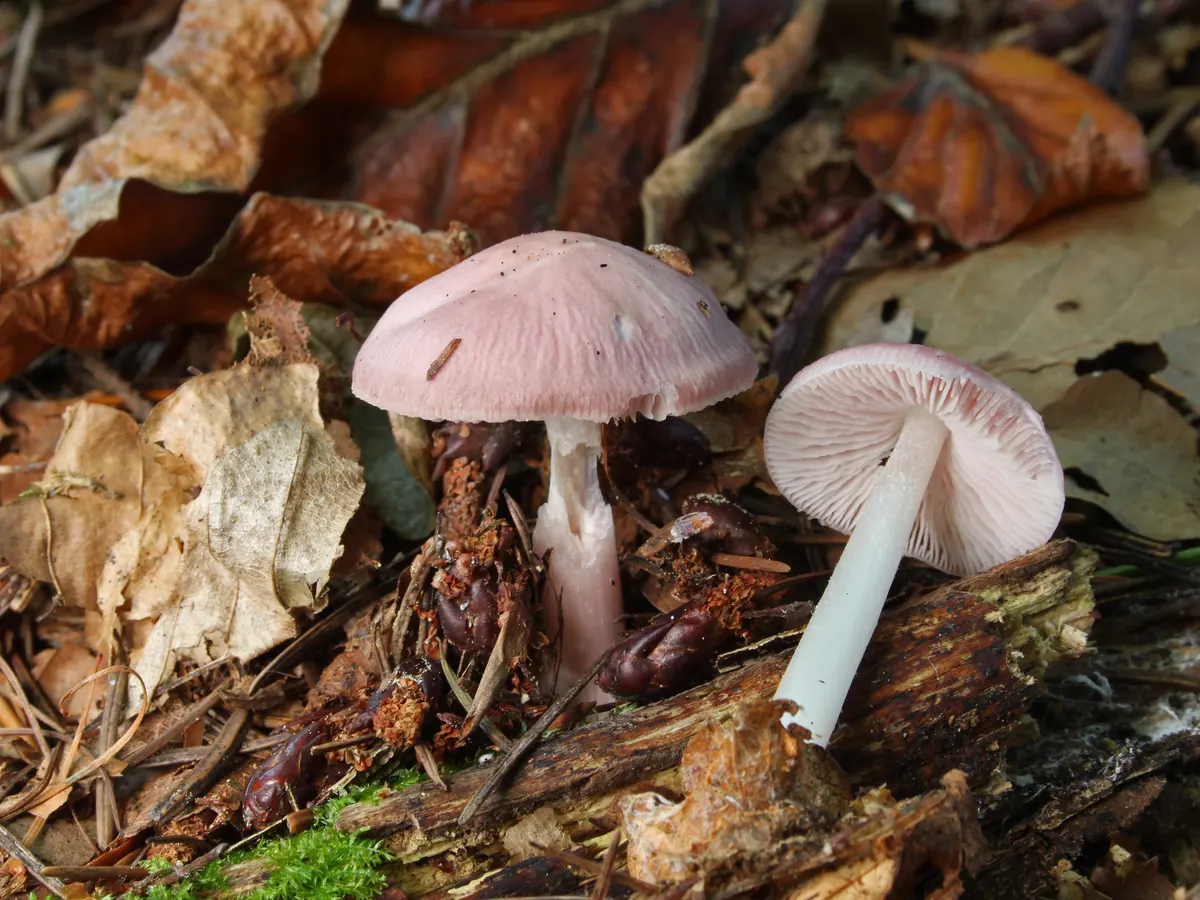 Deux mycènes roses dans les feuilles mortes : chapeau rose, lames blanches à rosées, pied blanc.