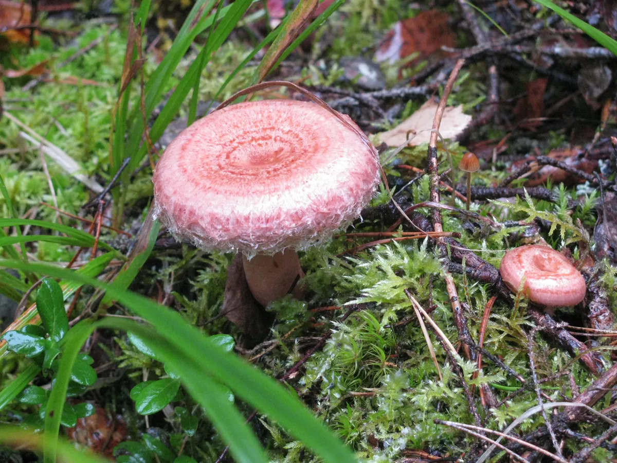 Un lactaire à toison dans la mousse : chapeau rose orangé marqué de zones concentriques, marge enroulée couverte de poils laineux blancs ; un jeune exemplaire plus petit à droite.