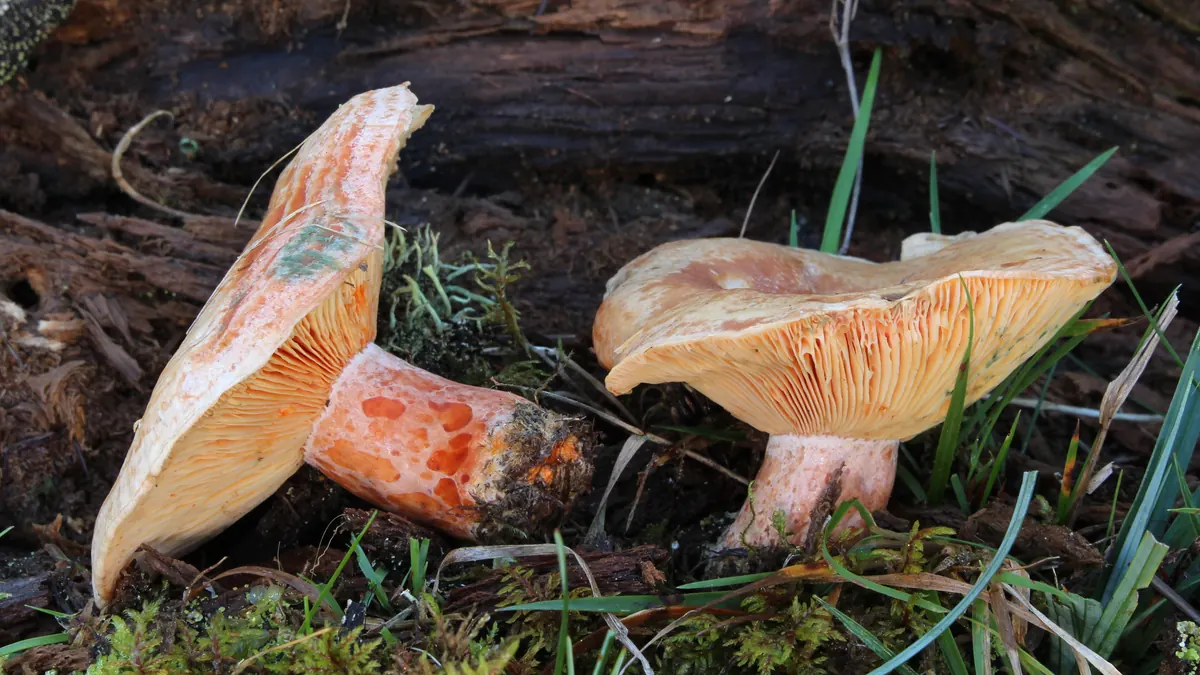 Deux lactaires délicieux près d'une souche : lames orange, pied orangé creusé de petites fossettes orange vif.