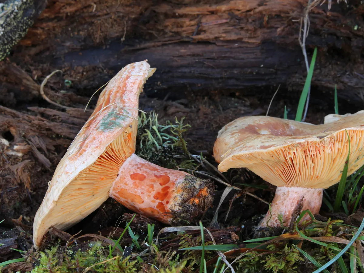 Deux lactaires délicieux près d'une souche : lames orange, pied orangé creusé de petites fossettes orange vif.