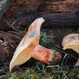 Deux lactaires délicieux près d'une souche : lames orange, pied orangé creusé de petites fossettes orange vif.