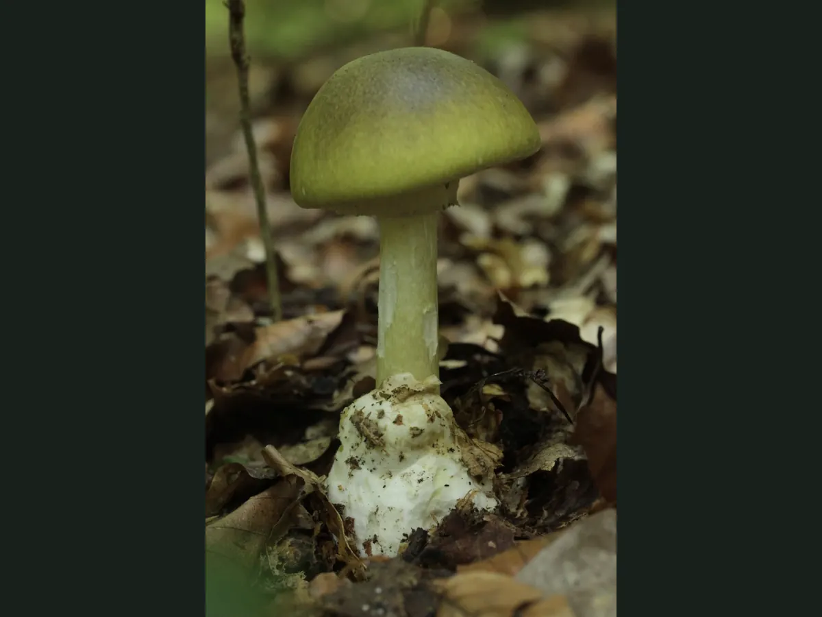 Une amanite phalloïde dans la litière de feuillus : chapeau vert olive, pied clair et base entourée d’une large volve blanche en sac.