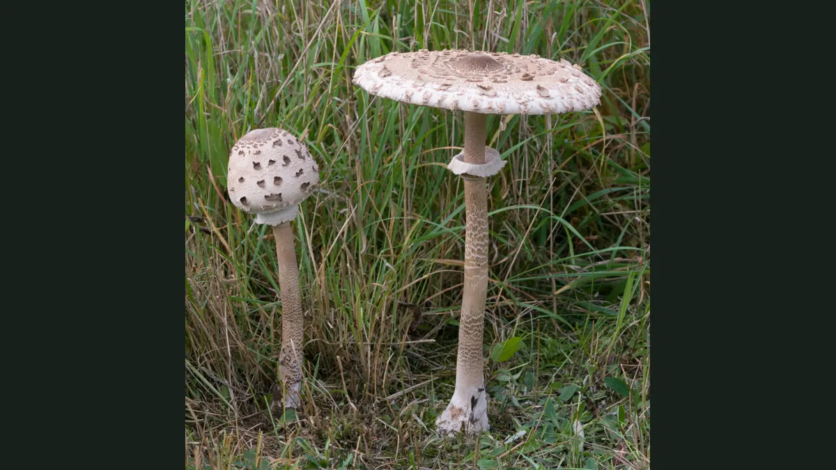 Deux coulemelles dans l'herbe haute : chapeau couvert d'écailles brunes, pied élancé tigré de brun, anneau coulissant, jeune exemplaire en forme de baguette de tambour.