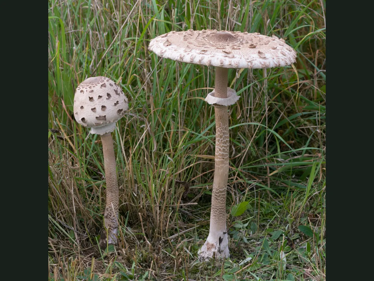 Deux coulemelles dans l'herbe haute : chapeau couvert d'écailles brunes, pied élancé tigré de brun, anneau coulissant, jeune exemplaire en forme de baguette de tambour.