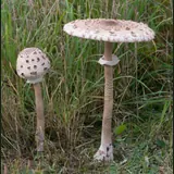 Deux coulemelles dans l'herbe haute : chapeau couvert d'écailles brunes, pied élancé tigré de brun, anneau coulissant, jeune exemplaire en forme de baguette de tambour.