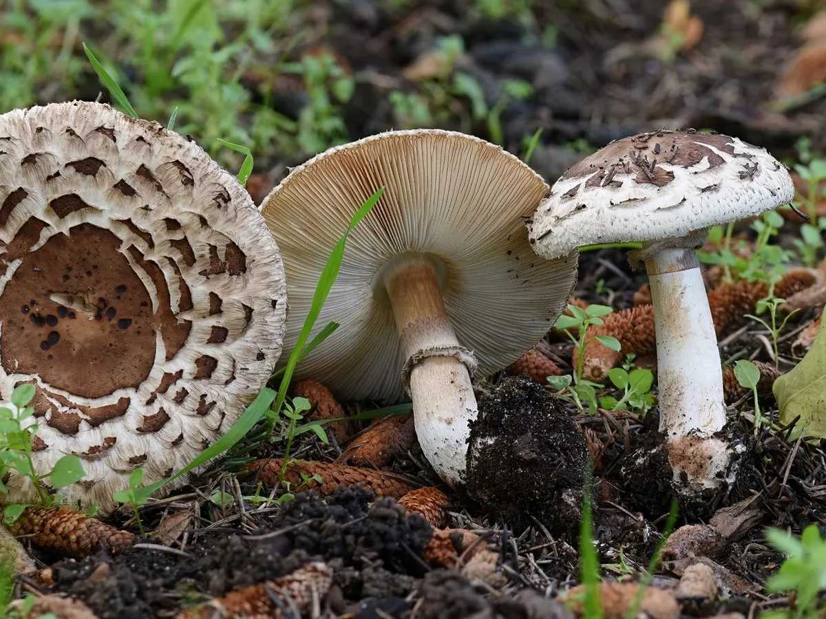 Trois lépiotes vénéneuses sur un sol d'aiguilles : chapeau à grosses écailles brunes, lames blanches, pied lisse et blanc terminé par un bulbe marginé.