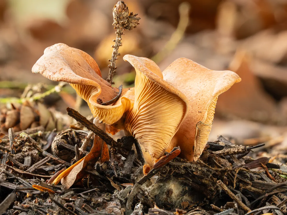 Deux clitocybes inversés dans une litière d'aiguilles et de débris : chapeaux roux orangé creusés en entonnoir, à marge ondulée et relevée, lames serrées de teinte plus claire descendant le long du pied, pied court et pâle.