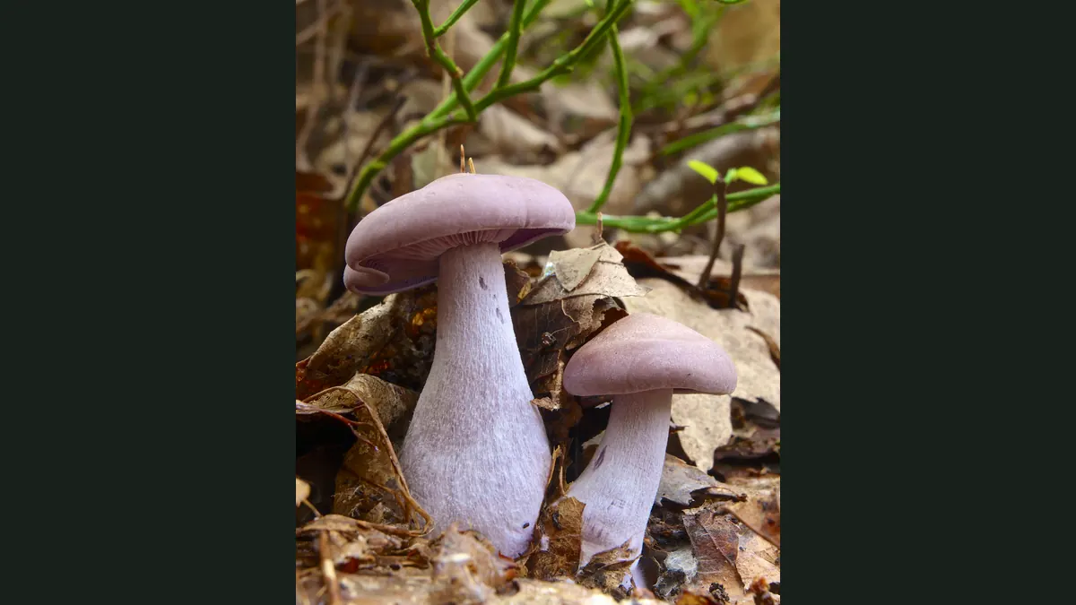 Deux pieds bleus dans les feuilles mortes : chapeau lilas, lames et pied violacés, pied renflé à la base.