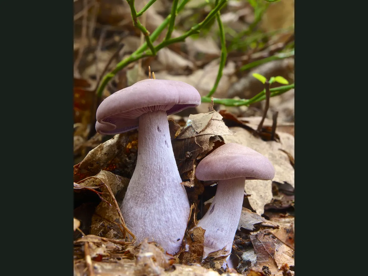 Deux pieds bleus dans les feuilles mortes : chapeau lilas, lames et pied violacés, pied renflé à la base.