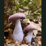 Deux pieds bleus dans les feuilles mortes : chapeau lilas, lames et pied violacés, pied renflé à la base.