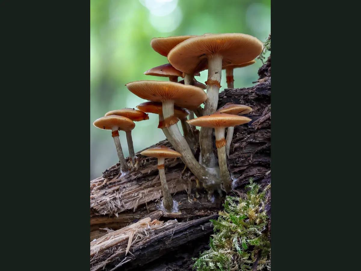 Une touffe de galères marginées sur un tronc de saule pourri : chapeaux miel à bord plus clair, anneau brun net sur les pieds, lames ocre.