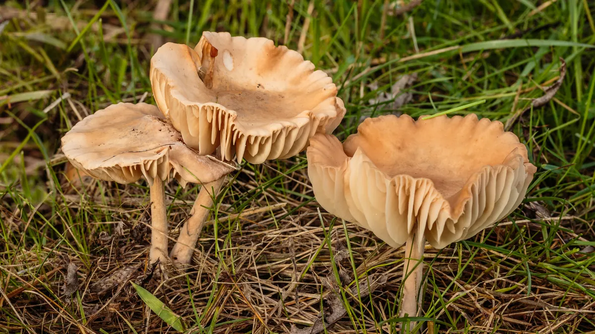 Trois marasmes des Oréades dans l'herbe rase : chapeaux beige clair, lames crème espacées, pieds fins et clairs.