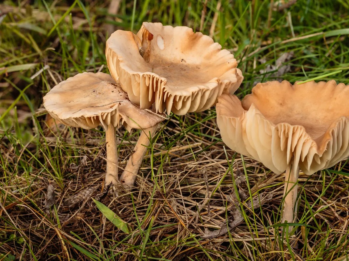 Trois marasmes des Oréades dans l'herbe rase : chapeaux beige clair, lames crème espacées, pieds fins et clairs.