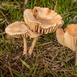 Trois marasmes des Oréades dans l'herbe rase : chapeaux beige clair, lames crème espacées, pieds fins et clairs.