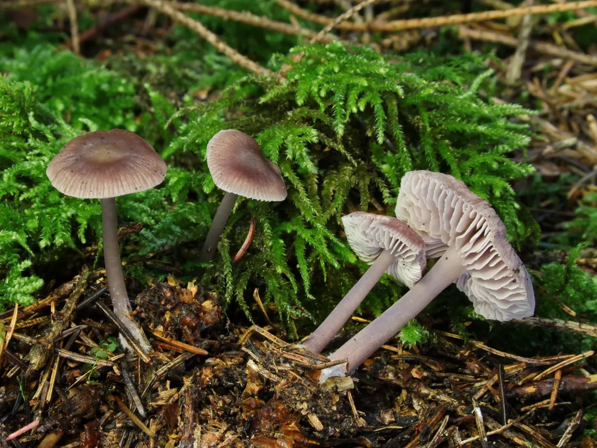 Plusieurs mycènes pures dans la mousse : chapeaux lilas brunâtre, deux exemplaires couchés montrent des lames pâles, pieds fins.