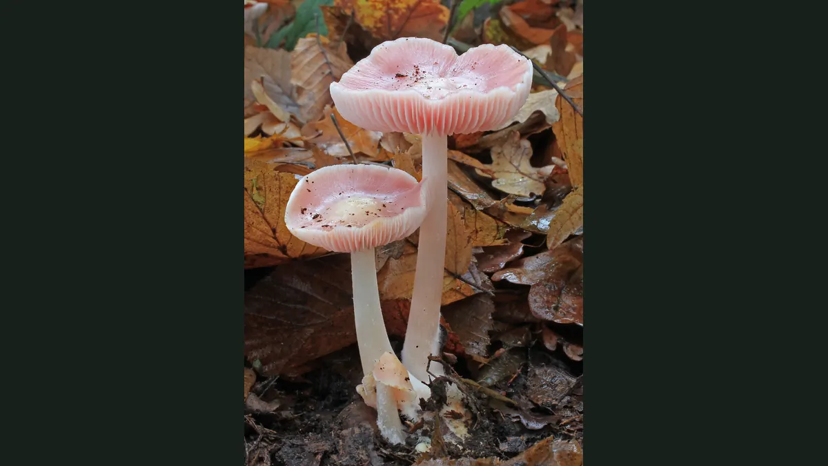 Deux mycènes roses dans les feuilles de hêtre : chapeaux rose pâle, lames blanches, pieds blancs élancés.