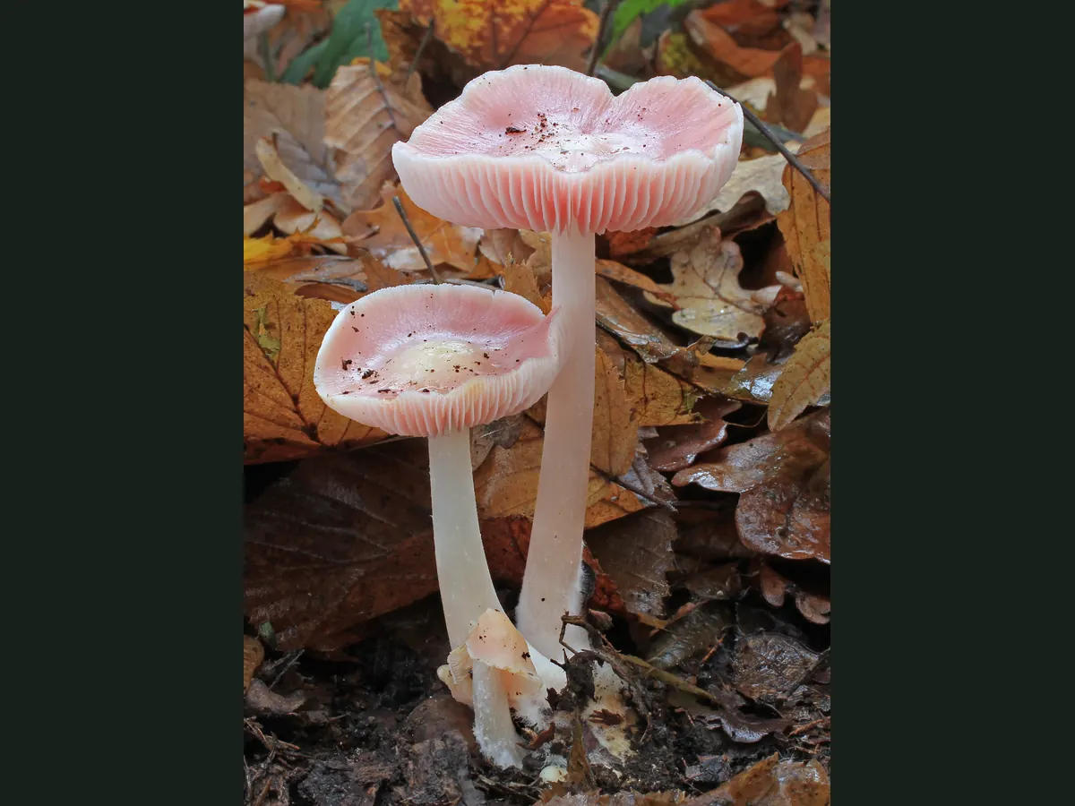 Deux mycènes roses dans les feuilles de hêtre : chapeaux rose pâle, lames blanches, pieds blancs élancés.