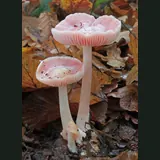 Deux mycènes roses dans les feuilles de hêtre : chapeaux rose pâle, lames blanches, pieds blancs élancés.