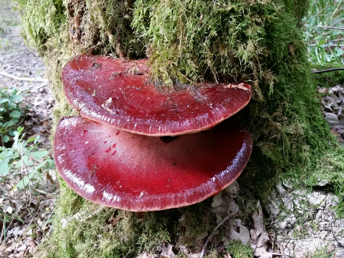 Deux consoles épaisses en forme de langue, rouge sang à rouge foie, à surface luisante et finement ponctuée, fixées l'une au-dessus de l'autre sur un tronc couvert de mousse, en sous-bois.