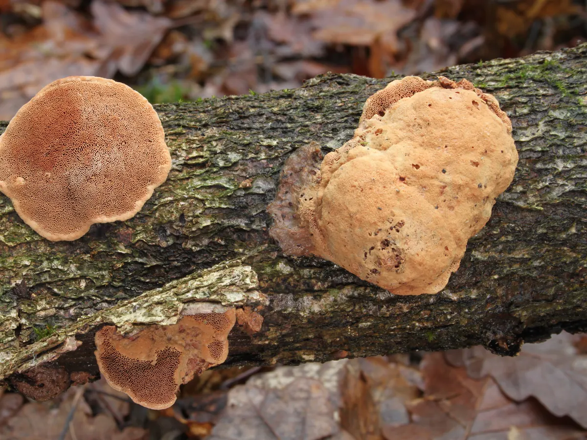 Trois polypores rutilants sur une branche morte au sol : petites consoles ocre cannelle, face inférieure à pores brun orangé.
