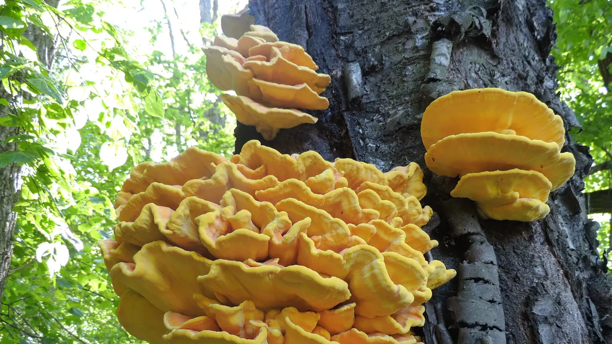 Plusieurs grappes de polypores soufrés sur un tronc : consoles superposées jaune orangé à bord ondulé.