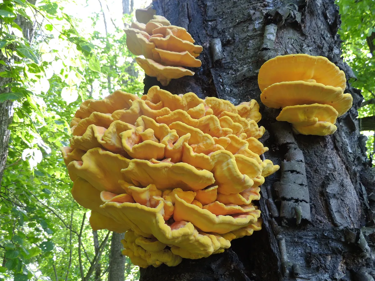 Plusieurs grappes de polypores soufrés sur un tronc : consoles superposées jaune orangé à bord ondulé.