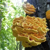 Plusieurs grappes de polypores soufrés sur un tronc : consoles superposées jaune orangé à bord ondulé.