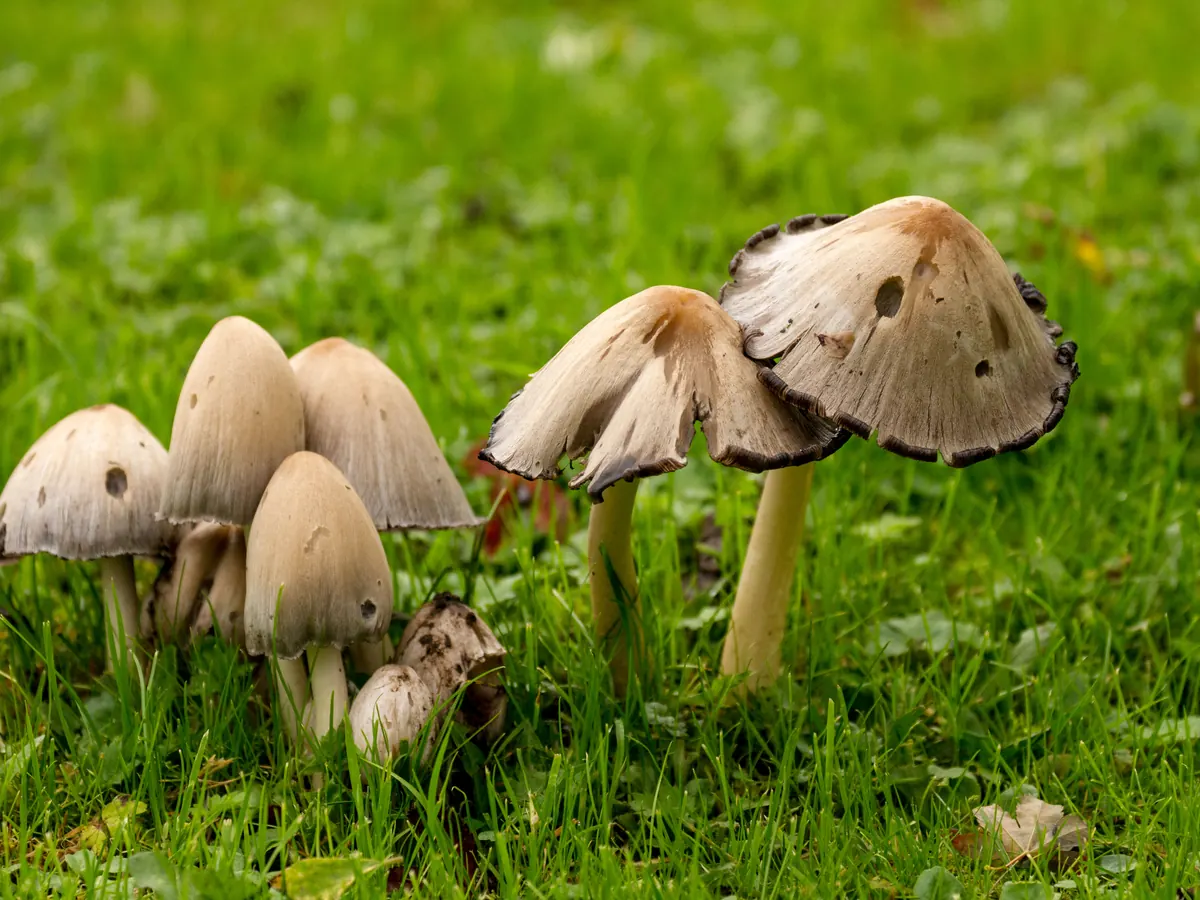 Un groupe de coprins noirs d'encre dans l'herbe : chapeaux gris brun en cloche, marge des plus âgés noircie et effrangée, pieds blancs.