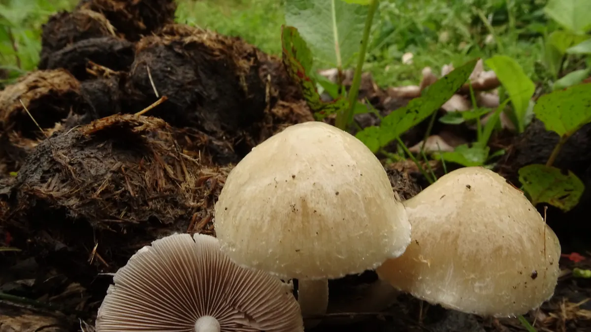 Un groupe de psathyrelles de Candolle vu de trois quarts : deux chapeaux beige clair encore dressés et un exemplaire renversé montrant ses lames gris violacé, son pied blanc et sa marge frangée de restes de voile.