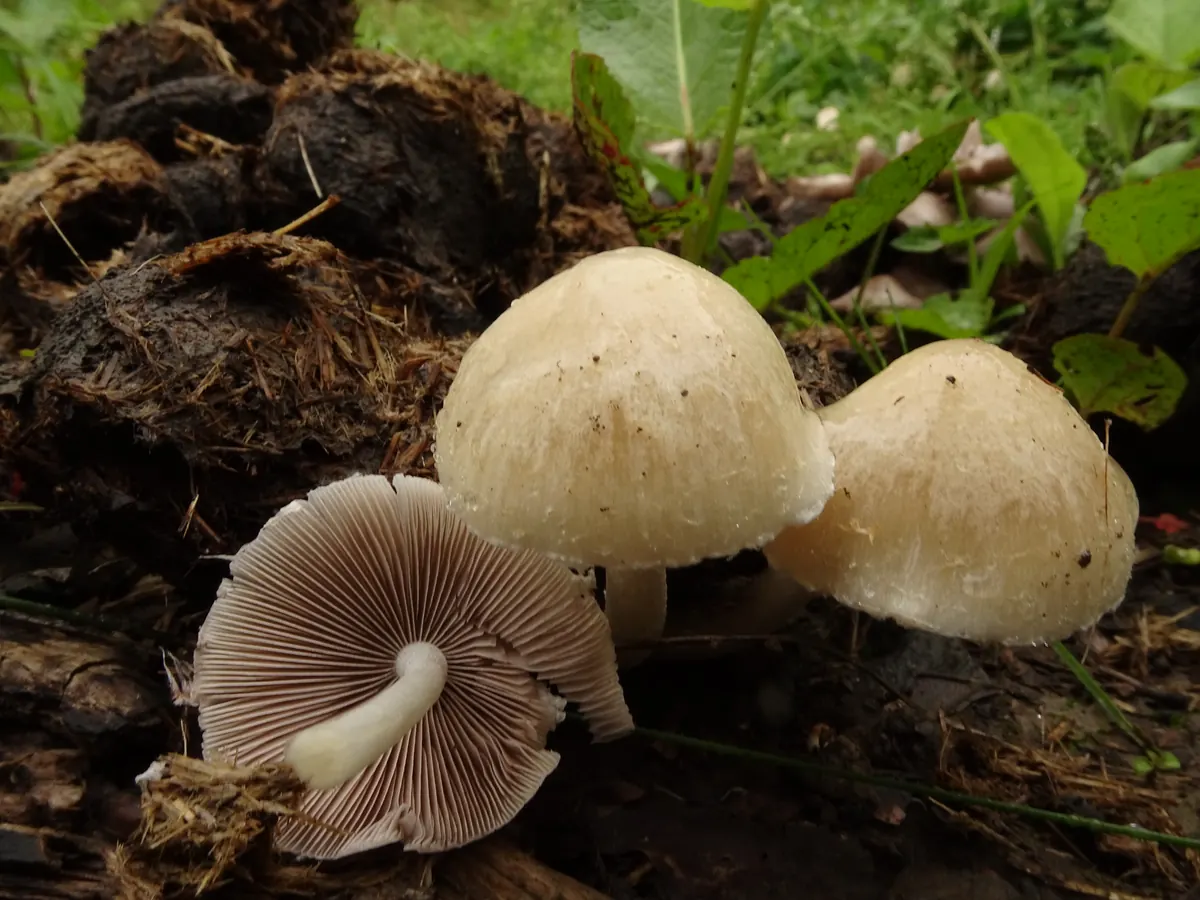 Un groupe de psathyrelles de Candolle vu de trois quarts : deux chapeaux beige clair encore dressés et un exemplaire renversé montrant ses lames gris violacé, son pied blanc et sa marge frangée de restes de voile.