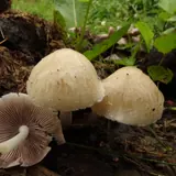 Un groupe de psathyrelles de Candolle vu de trois quarts : deux chapeaux beige clair encore dressés et un exemplaire renversé montrant ses lames gris violacé, son pied blanc et sa marge frangée de restes de voile.