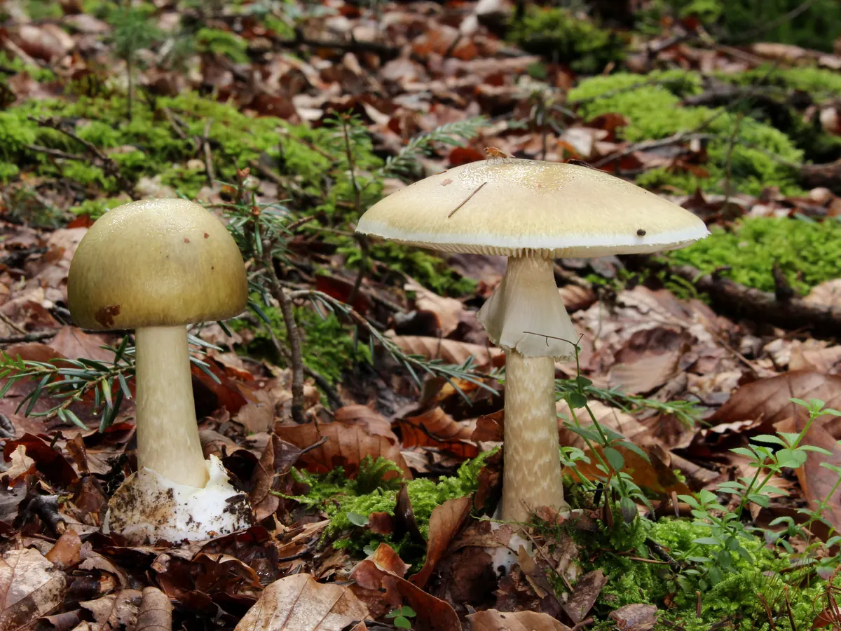 Deux amanites phalloïdes dans un sous-bois de feuillus : chapeaux vert olive pâle, anneau blanc sur le pied, base du pied du jeune exemplaire enveloppée d'une volve blanche.