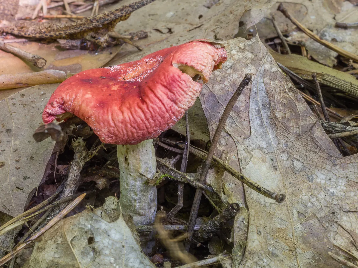Une russule émétique dans les feuilles mortes : chapeau rouge cerise, pied blanc.