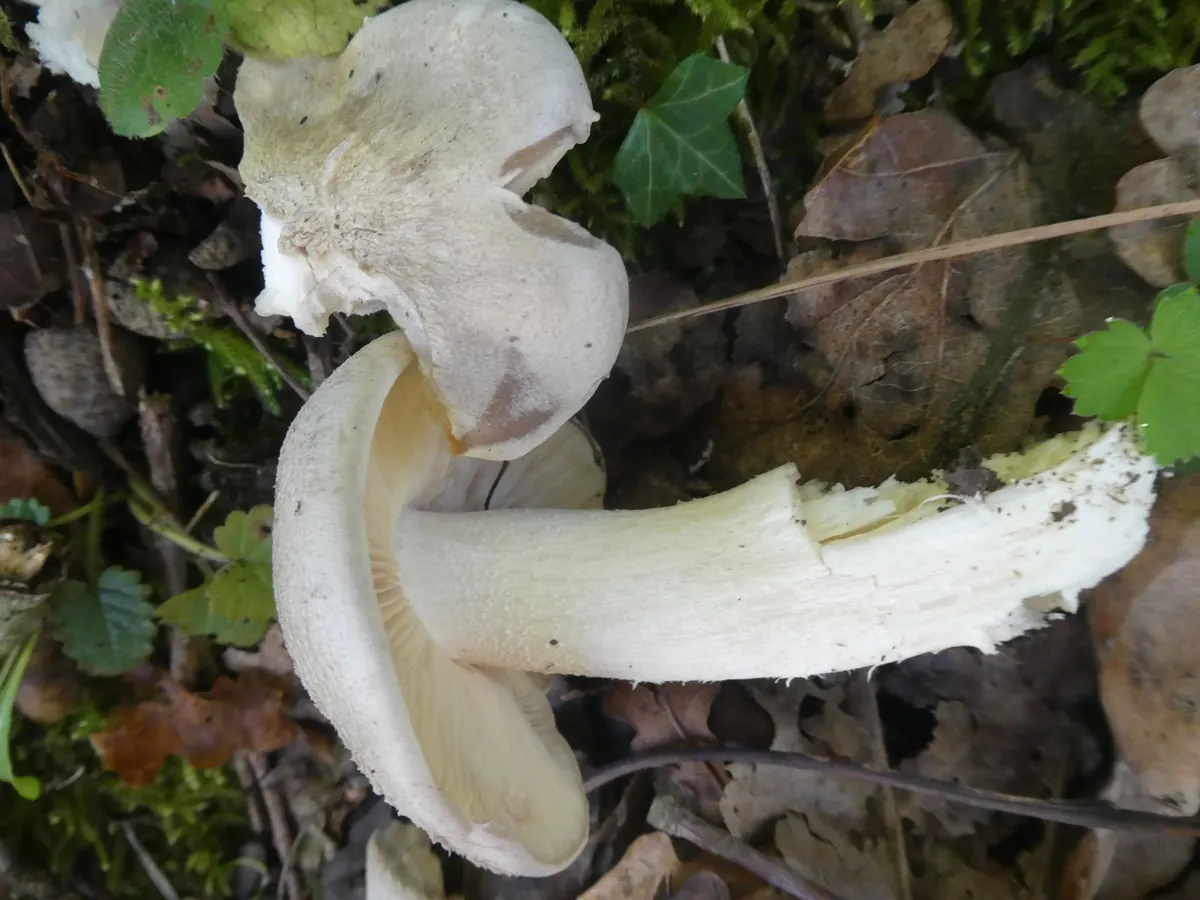 Des entolomes livides dans la litière : chapeaux gris beige charnus et un exemplaire renversé montrant ses lames claires et son pied blanc épais.