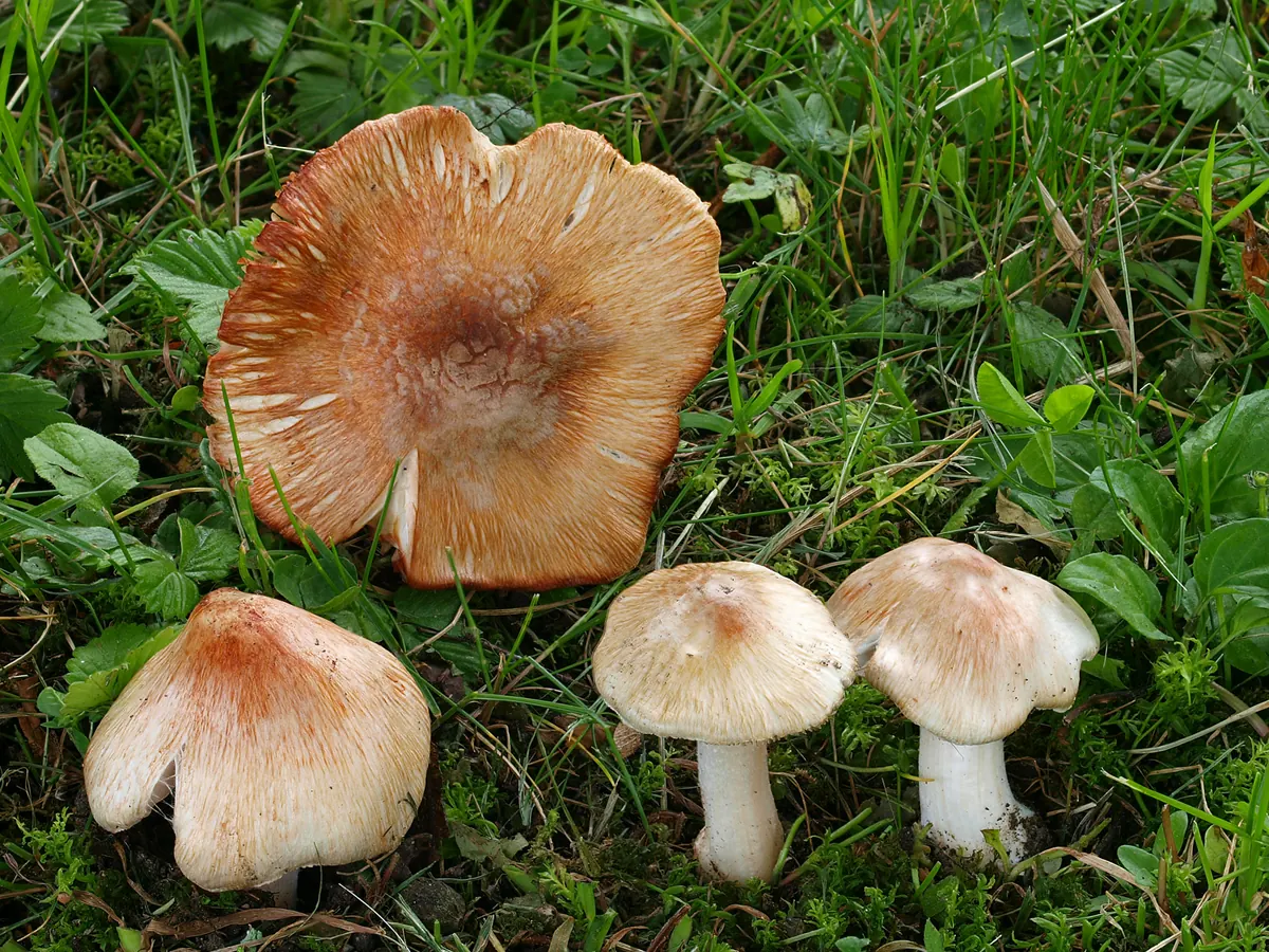Quatre inocybes de Patouillard dans l'herbe : chapeaux coniques fibrilleux chamois rosé, tachés de rouge brique, un exemplaire retourné montre des lames rougissantes, pieds blancs.
