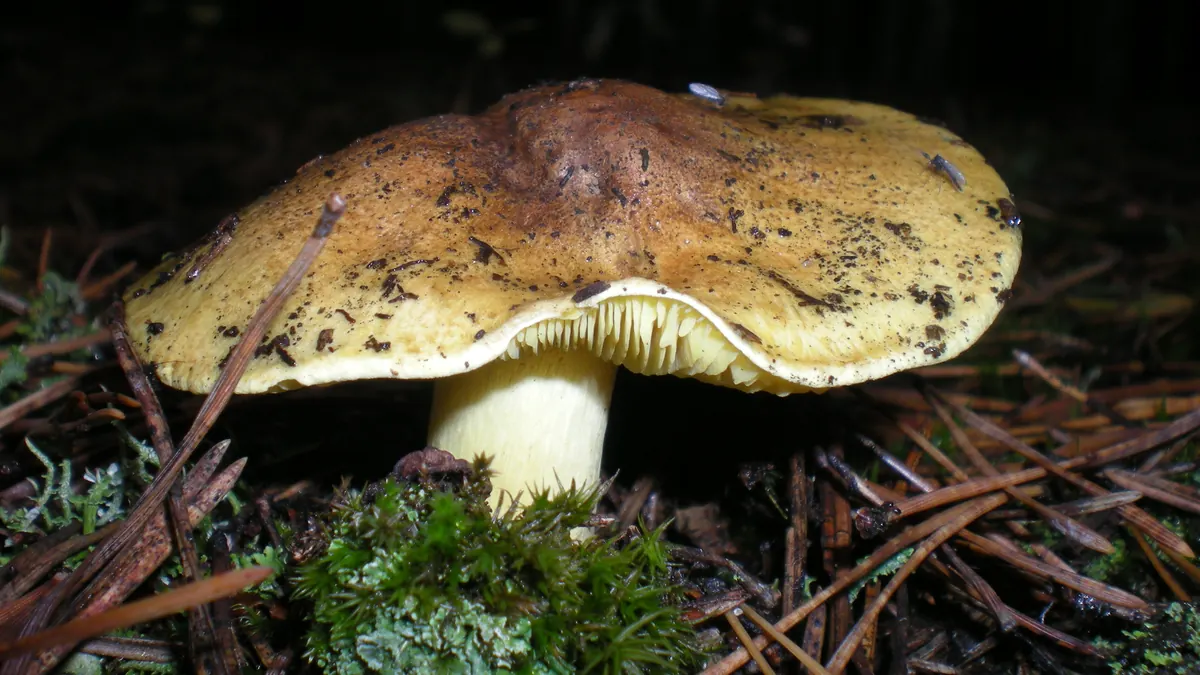 Un tricholome équestre sur un sol d'aiguilles de pin : chapeau jaune verdâtre taché de brun, lames et pied jaune soufre.