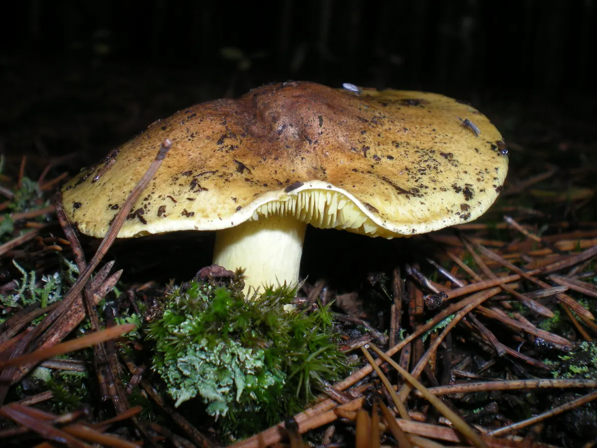 Un tricholome équestre sur un sol d'aiguilles de pin : chapeau jaune verdâtre taché de brun, lames et pied jaune soufre.