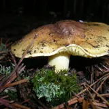 Un tricholome équestre sur un sol d'aiguilles de pin : chapeau jaune verdâtre taché de brun, lames et pied jaune soufre.
