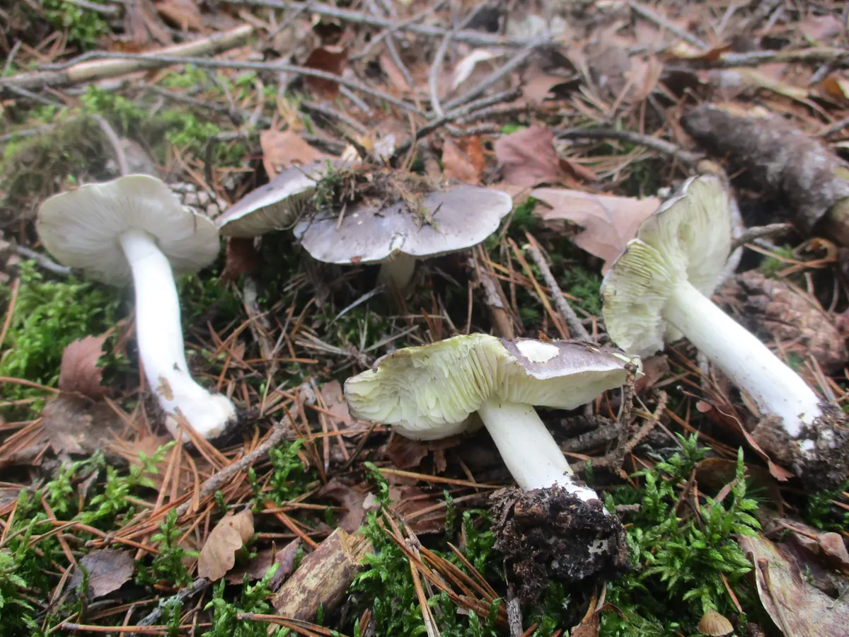 Quatre tricholomes prétentieux dans la litière d'aiguilles et la mousse : chapeaux gris lavés de violacé, parcourus de fines fibrilles radiales et dépourvus d'écailles ; lames blanc jaunâtre et pieds blancs trapus.
